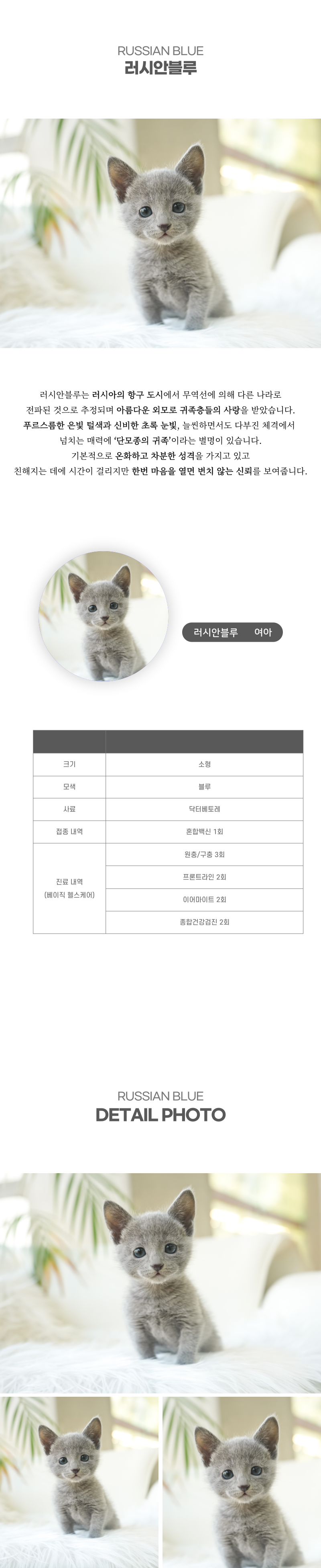 러시안블루_상세이미지_2